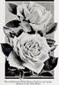 White Maman Cochet rose photo
