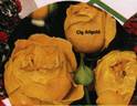 Allgold, Cl. rose photo