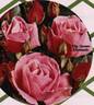 Grimpant Queen Elisabeth rose photo