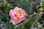 Talisman rose photo