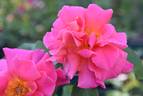 Hector Deane rose photo