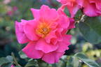 Hector Deane rose photo