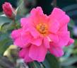 Hector Deane rose photo