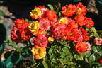Rumba ® rose photo