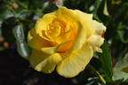 Limelight rose photo