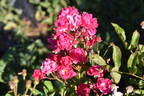 Pride of Hurst rose photo
