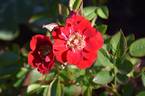 Eye Opener rose photo