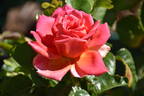 Lady Trent rose photo