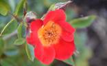 Neon Cowboy ™ rose photo