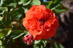 Orange Baby rose photo