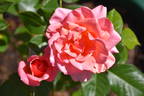 City of Adelaide rose photo