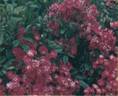 Robin Hood rose photo