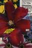 C. 'Mrs. Norman Thompson' clematis photo