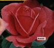 Avenir rose photo