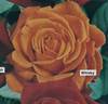 Whisky rose photo