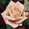 Memoriam rose photo