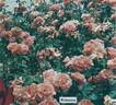 Kimono ® rose photo