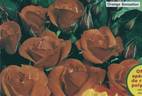 Orange Sensation ® rose photo