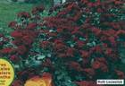 Ruth Leuwerick rose photo