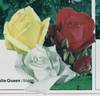 Summer Queen rose photo