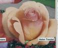 Helen Traubel rose photo