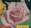 Avenir rose photo