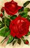 Louis van Houtte rose photo