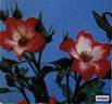 Artiste rose photo