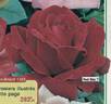 Red Star rose photo