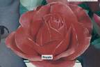 Royale de St Germain rose photo