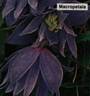 Macropetala clematis photo