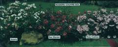 Red Blanket ® rose photo