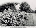 Farquhar rose photo
