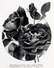 Fisher Holmes rose photo