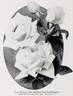 Frau Karl Druschki rose photo