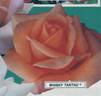 Whisky rose photo
