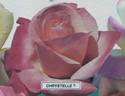 Chrystelle 83 rose photo