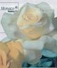 Caroline de Monaco ® rose photo