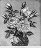Cornelia Cook rose photo