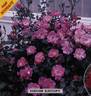 Baronne Surcouf rose photo