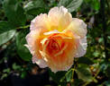 La Parisienne ™ rose photo
