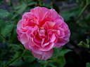 La Passionata rose photo