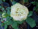 La Rose Optimiste rose photo