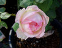 La Rose Optimiste rose photo