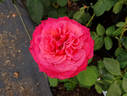 Lady Bird rose photo