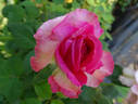 Lady Like rose photo