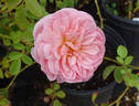 L'Aimant rose photo