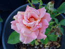 Lincoln Cathedral rose photo