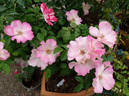 Liolà rose photo