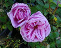Liparfum rose photo